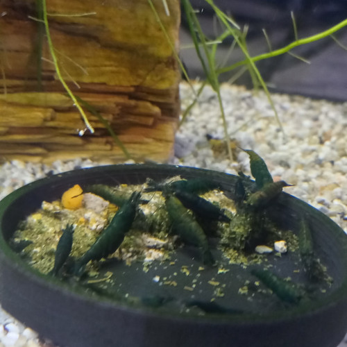 CREVETTE HULK ORANGE NEOCARIDINA