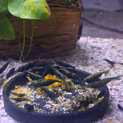 CREVETTE HULK ORANGE NEOCARIDINA