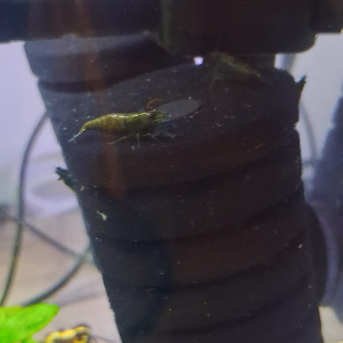 CREVETTE HULK ORANGE NEOCARIDINA