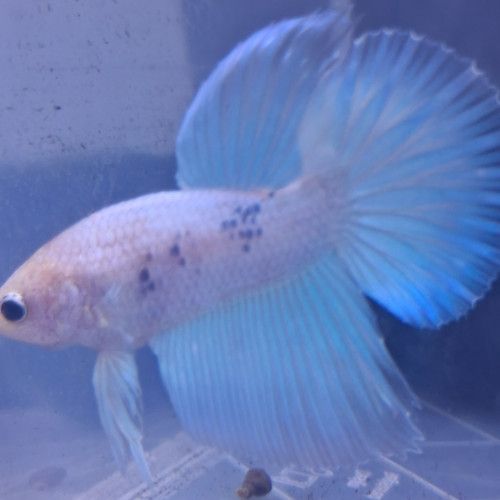 Betta plakat halfmoon males femelles 3 mois