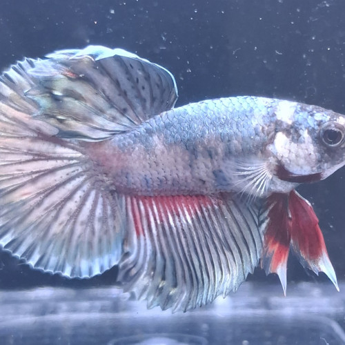 Betta plakat halfmoon males femelles 3 mois