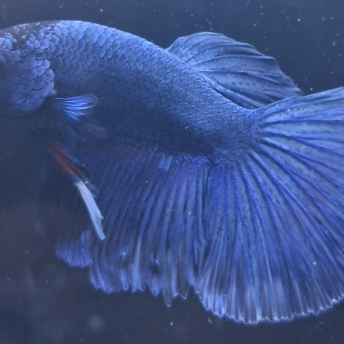 Betta plakat halfmoon males femelles 3 mois