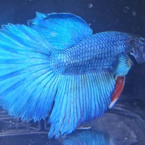 Betta plakat halfmoon males femelles 3 mois