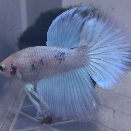 Betta plakat halfmoon males femelles 3 mois