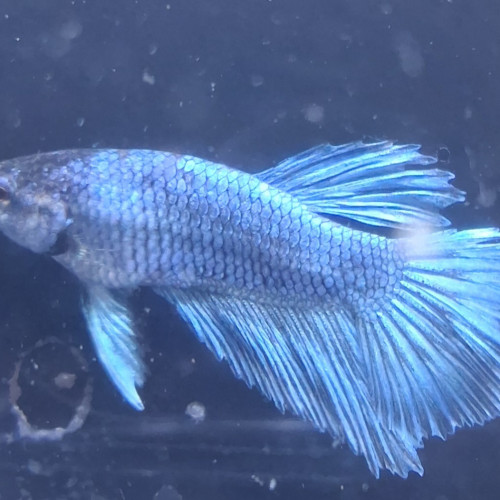 Betta plakat halfmoon males femelles 3 mois
