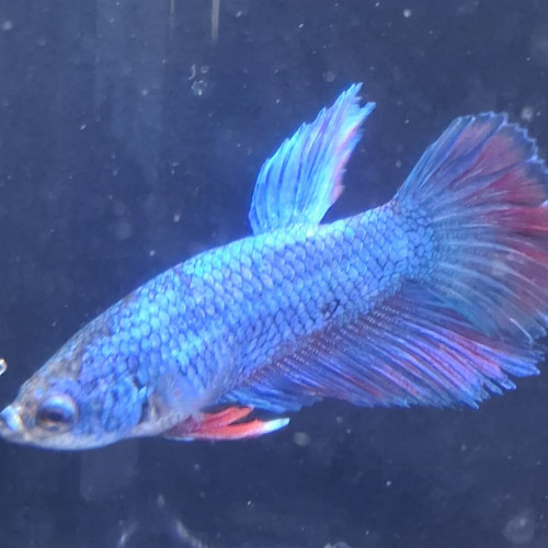 Betta plakat halfmoon males femelles 3 mois