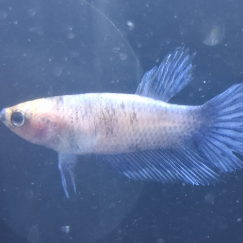 Betta plakat halfmoon males femelles 3 mois