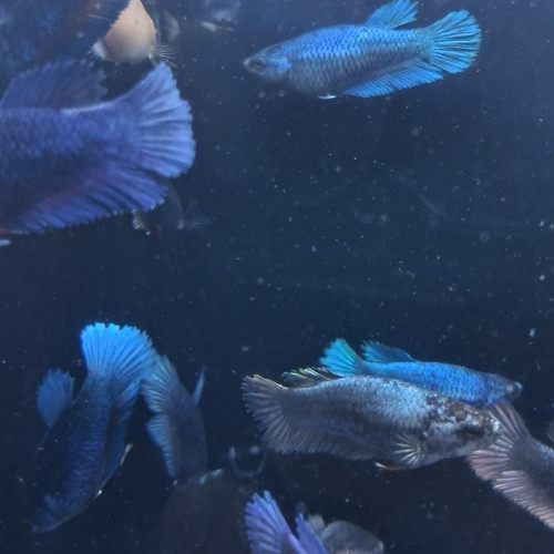 Betta plakat halfmoon males femelles 3 mois