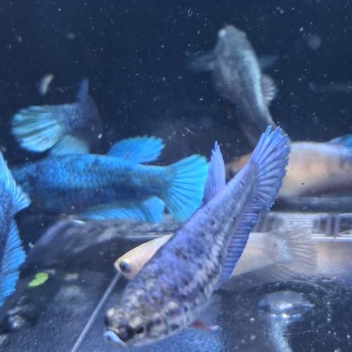 Betta plakat halfmoon males femelles 3 mois