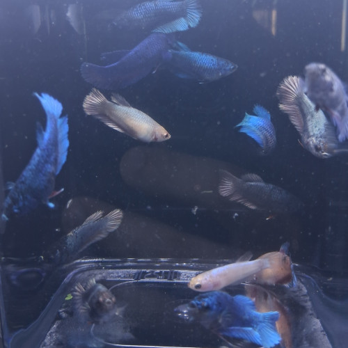 Betta plakat halfmoon males femelles 3 mois