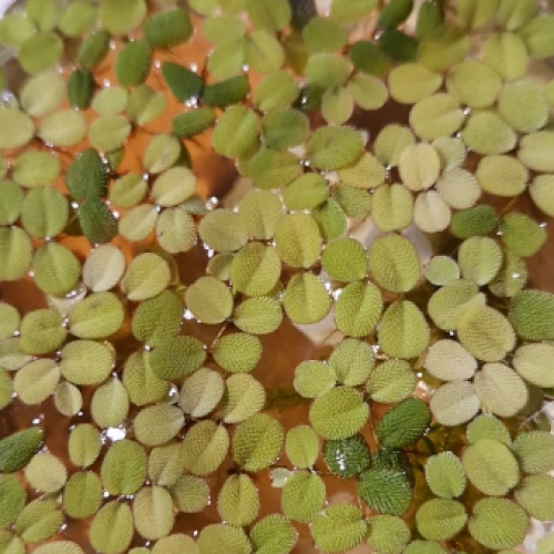 Salvinia minima — gratuit