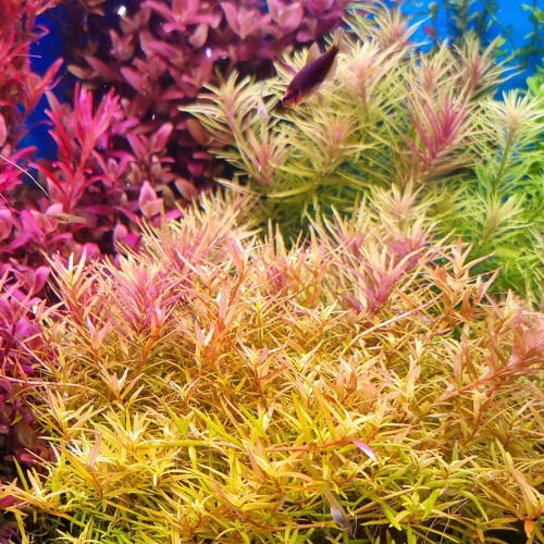 Plantes aquatiques