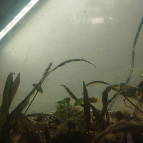 Don ou échange tetraodon nains malabar