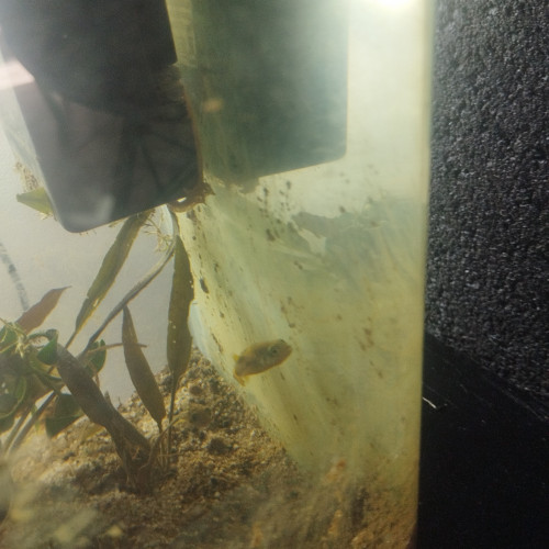 Don ou échange tetraodon nains malabar