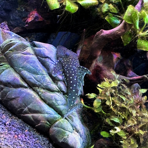 [vente] L128 blue phantom