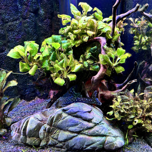 [vente] L128 blue phantom