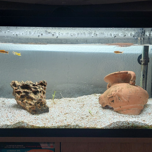Aquarium complet 80 l avec poissons