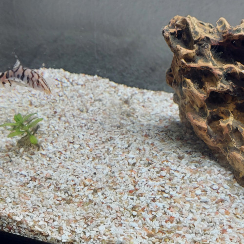 Aquarium complet 80 l avec poissons