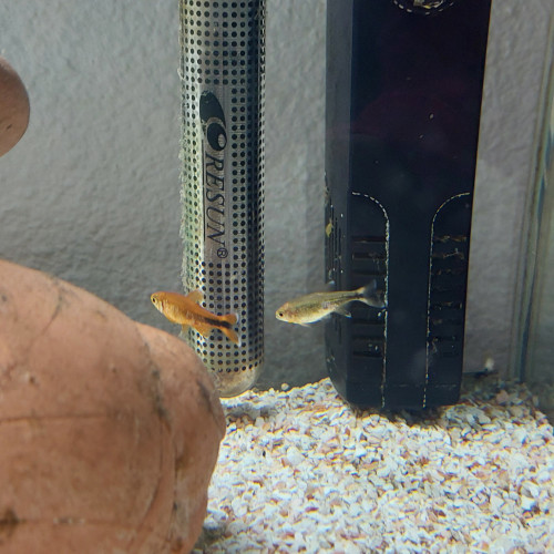 Aquarium complet 80 l avec poissons