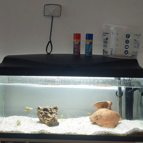 Aquarium complet 80 l avec poissons