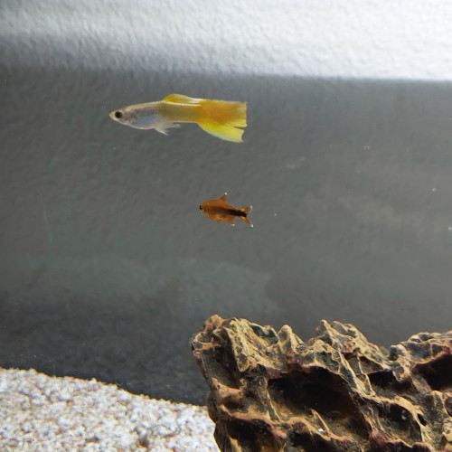 Aquarium complet 80 l avec poissons