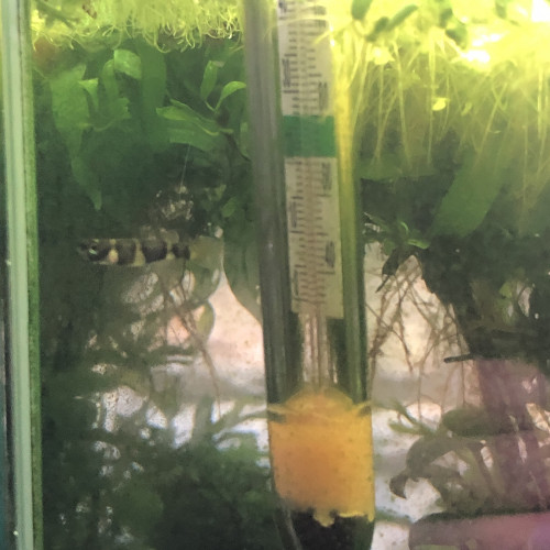 2 Killi femelles adulte de 2 ans