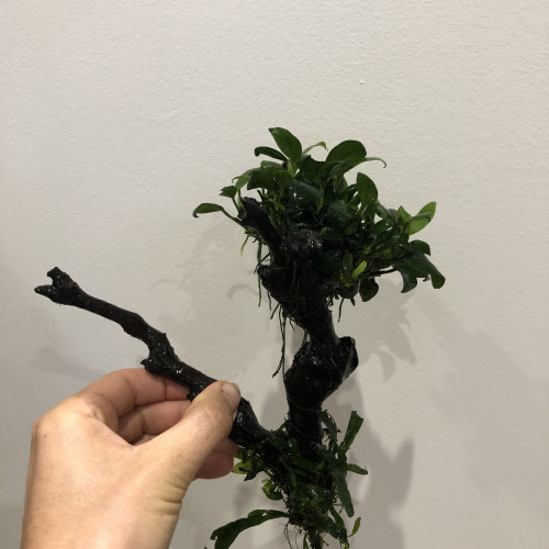 Racine vigne Anubia fougère java