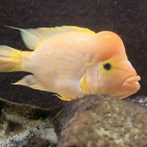 Vend amphilophus citrinellus