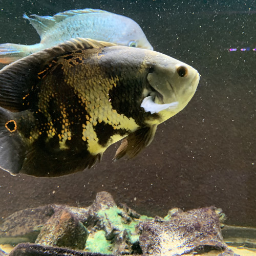 Vends astronotus ocellaris