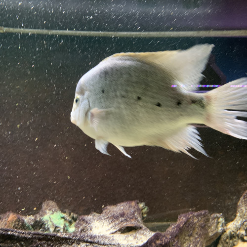 Vends vieja argentea