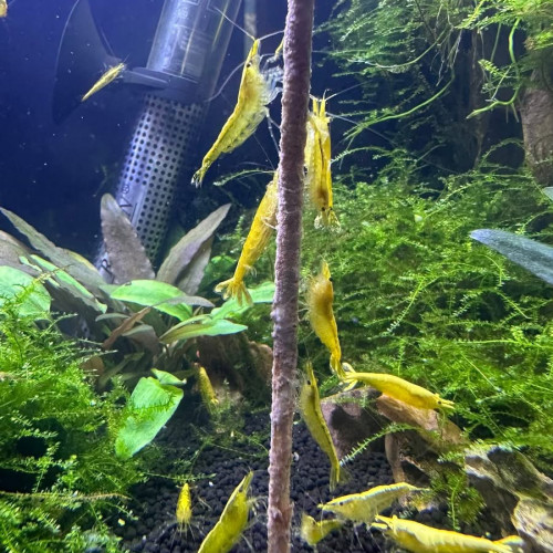 Neocaridina yellow néon sur Nice et envoie