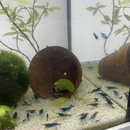 Crevettes blues velvets lot de 10 minimum