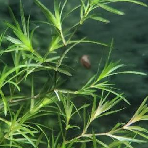 Plantes pour aquarium d'eau douce