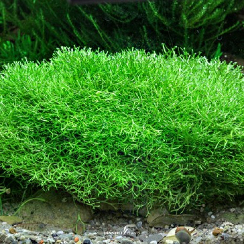 Plantes pour aquarium d'eau douce