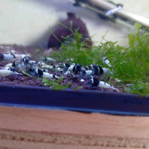 Blue mosura haut grade