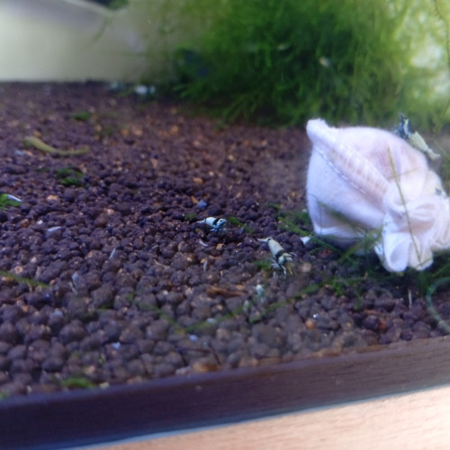 Blue mosura haut grade