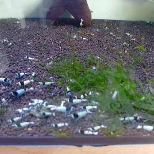 Blue mosura haut grade