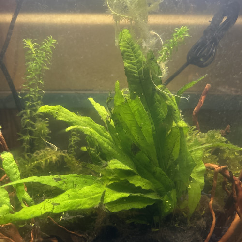 Cherche en dons un couple de guppy