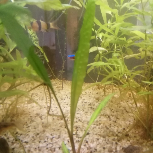 Chryptochorine gigantea