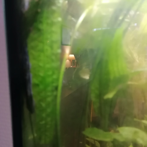 Chryptochorine gigantea