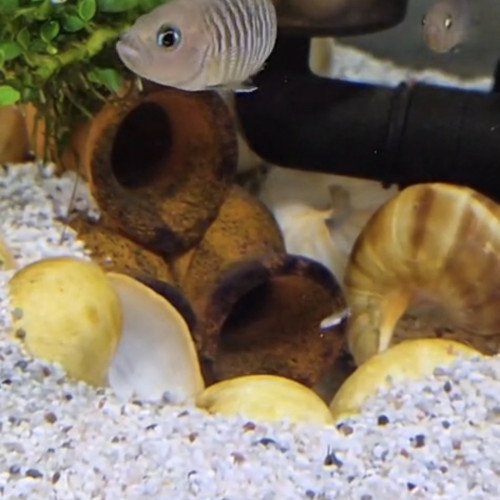 Neolamprologus multifasciatus