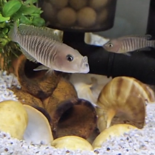 Neolamprologus multifasciatus