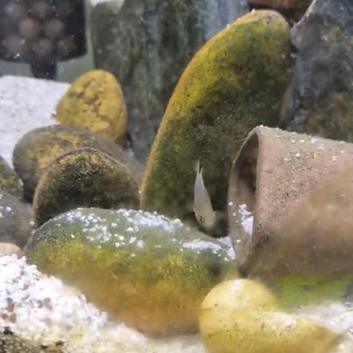 Neolamprologus multifasciatus