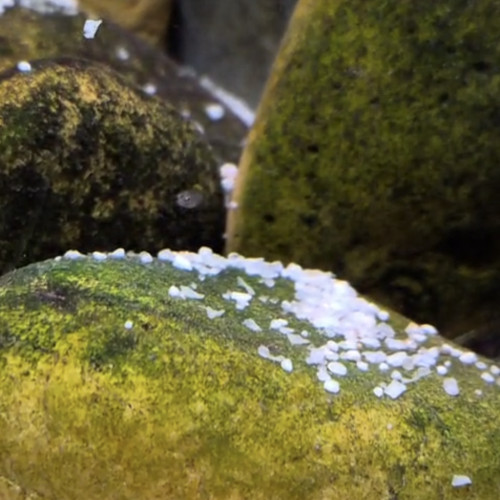 Neolamprologus multifasciatus