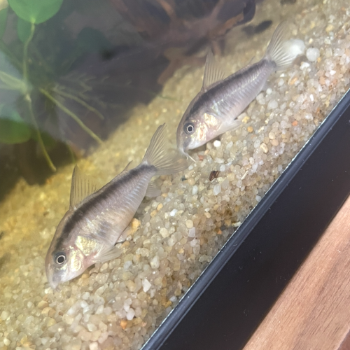 Deux corydoras Arquatus