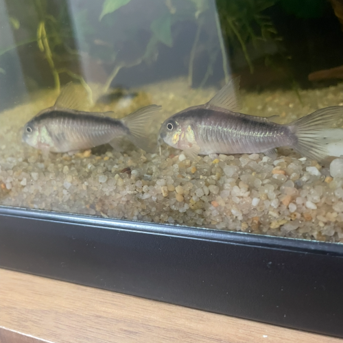 Deux corydoras Arquatus