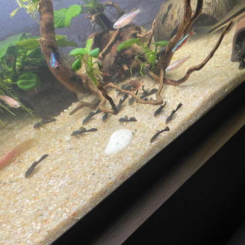 Ancistrus Dolichopteus 2-3cm