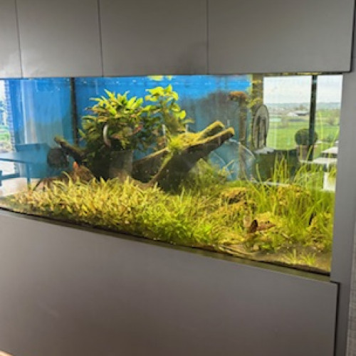 Aquarium à vendre