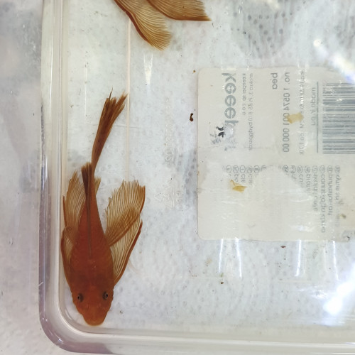 Ancistrus Super Red voilé