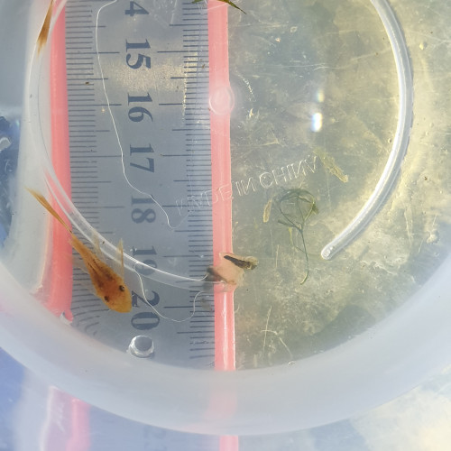 Ancistrus Super Red voilé